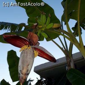 [P08] Banane in gradina hotelului » foto by Storia
 - 
<span class="allrVoted glyphicon glyphicon-heart hidden" id="av1239191"></span>
<a class="m-l-10 hidden" id="sv1239191" onclick="voting_Foto_DelVot(,1239191,2906)" role="button">șterge vot <span class="glyphicon glyphicon-remove"></span></a>
<a id="v91239191" class=" c-red"  onclick="voting_Foto_SetVot(1239191)" role="button"><span class="glyphicon glyphicon-heart-empty"></span> <b>LIKE</b> = Votează poza</a> <img class="hidden"  id="f1239191W9" src="/imagini/loader.gif" border="0" /><span class="AjErrMes hidden" id="e1239191ErM"></span>