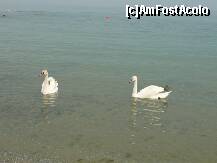 [P10] Erau cateva lebede, care se plimbau toata ziua printre turisti, erau foarte blande. » foto by alge
 - 
<span class="allrVoted glyphicon glyphicon-heart hidden" id="av128850"></span>
<a class="m-l-10 hidden" id="sv128850" onclick="voting_Foto_DelVot(,128850,2919)" role="button">șterge vot <span class="glyphicon glyphicon-remove"></span></a>
<a id="v9128850" class=" c-red"  onclick="voting_Foto_SetVot(128850)" role="button"><span class="glyphicon glyphicon-heart-empty"></span> <b>LIKE</b> = Votează poza</a> <img class="hidden"  id="f128850W9" src="/imagini/loader.gif" border="0" /><span class="AjErrMes hidden" id="e128850ErM"></span>