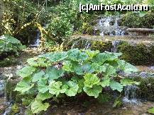 [P06] frumuse'ea treptelor pe care curge izvorul de la poarta pesterii » foto by kmy
 - 
<span class="allrVoted glyphicon glyphicon-heart hidden" id="av115561"></span>
<a class="m-l-10 hidden" id="sv115561" onclick="voting_Foto_DelVot(,115561,2923)" role="button">șterge vot <span class="glyphicon glyphicon-remove"></span></a>
<a id="v9115561" class=" c-red"  onclick="voting_Foto_SetVot(115561)" role="button"><span class="glyphicon glyphicon-heart-empty"></span> <b>LIKE</b> = Votează poza</a> <img class="hidden"  id="f115561W9" src="/imagini/loader.gif" border="0" /><span class="AjErrMes hidden" id="e115561ErM"></span>