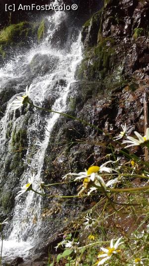 [P16] Flori la Cascada Vârciorog » foto by gettyy
 - 
<span class="allrVoted glyphicon glyphicon-heart hidden" id="av1100755"></span>
<a class="m-l-10 hidden" id="sv1100755" onclick="voting_Foto_DelVot(,1100755,2923)" role="button">șterge vot <span class="glyphicon glyphicon-remove"></span></a>
<a id="v91100755" class=" c-red"  onclick="voting_Foto_SetVot(1100755)" role="button"><span class="glyphicon glyphicon-heart-empty"></span> <b>LIKE</b> = Votează poza</a> <img class="hidden"  id="f1100755W9" src="/imagini/loader.gif" border="0" /><span class="AjErrMes hidden" id="e1100755ErM"></span>