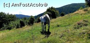 [P23] Căluțul păştea liniştit si nu părea deranjat de prezenta noastră » foto by gettyy
 - 
<span class="allrVoted glyphicon glyphicon-heart hidden" id="av1100762"></span>
<a class="m-l-10 hidden" id="sv1100762" onclick="voting_Foto_DelVot(,1100762,2923)" role="button">șterge vot <span class="glyphicon glyphicon-remove"></span></a>
<a id="v91100762" class=" c-red"  onclick="voting_Foto_SetVot(1100762)" role="button"><span class="glyphicon glyphicon-heart-empty"></span> <b>LIKE</b> = Votează poza</a> <img class="hidden"  id="f1100762W9" src="/imagini/loader.gif" border="0" /><span class="AjErrMes hidden" id="e1100762ErM"></span>