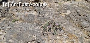 [P38] Floricele pe Dealul cu melci » foto by gettyy
 - 
<span class="allrVoted glyphicon glyphicon-heart hidden" id="av1100777"></span>
<a class="m-l-10 hidden" id="sv1100777" onclick="voting_Foto_DelVot(,1100777,2923)" role="button">șterge vot <span class="glyphicon glyphicon-remove"></span></a>
<a id="v91100777" class=" c-red"  onclick="voting_Foto_SetVot(1100777)" role="button"><span class="glyphicon glyphicon-heart-empty"></span> <b>LIKE</b> = Votează poza</a> <img class="hidden"  id="f1100777W9" src="/imagini/loader.gif" border="0" /><span class="AjErrMes hidden" id="e1100777ErM"></span>