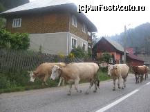 [P09] Spre casa, fara ghid » foto by dorgo
 - 
<span class="allrVoted glyphicon glyphicon-heart hidden" id="av156675"></span>
<a class="m-l-10 hidden" id="sv156675" onclick="voting_Foto_DelVot(,156675,2923)" role="button">șterge vot <span class="glyphicon glyphicon-remove"></span></a>
<a id="v9156675" class=" c-red"  onclick="voting_Foto_SetVot(156675)" role="button"><span class="glyphicon glyphicon-heart-empty"></span> <b>LIKE</b> = Votează poza</a> <img class="hidden"  id="f156675W9" src="/imagini/loader.gif" border="0" /><span class="AjErrMes hidden" id="e156675ErM"></span>