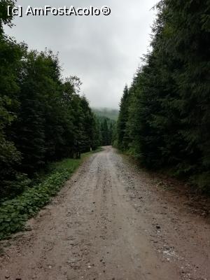 [P06] Drumul forestier » foto by simplegirl
 - 
<span class="allrVoted glyphicon glyphicon-heart hidden" id="av1188338"></span>
<a class="m-l-10 hidden" id="sv1188338" onclick="voting_Foto_DelVot(,1188338,2923)" role="button">șterge vot <span class="glyphicon glyphicon-remove"></span></a>
<a id="v91188338" class=" c-red"  onclick="voting_Foto_SetVot(1188338)" role="button"><span class="glyphicon glyphicon-heart-empty"></span> <b>LIKE</b> = Votează poza</a> <img class="hidden"  id="f1188338W9" src="/imagini/loader.gif" border="0" /><span class="AjErrMes hidden" id="e1188338ErM"></span>