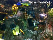 [P03] acvariu Loroparque » foto by ghecamelia
 - 
<span class="allrVoted glyphicon glyphicon-heart hidden" id="av22473"></span>
<a class="m-l-10 hidden" id="sv22473" onclick="voting_Foto_DelVot(,22473,2939)" role="button">șterge vot <span class="glyphicon glyphicon-remove"></span></a>
<a id="v922473" class=" c-red"  onclick="voting_Foto_SetVot(22473)" role="button"><span class="glyphicon glyphicon-heart-empty"></span> <b>LIKE</b> = Votează poza</a> <img class="hidden"  id="f22473W9" src="/imagini/loader.gif" border="0" /><span class="AjErrMes hidden" id="e22473ErM"></span>