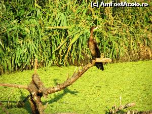 [P42] Cormoranul » foto by Testosu'
 - 
<span class="allrVoted glyphicon glyphicon-heart hidden" id="av677554"></span>
<a class="m-l-10 hidden" id="sv677554" onclick="voting_Foto_DelVot(,677554,2956)" role="button">șterge vot <span class="glyphicon glyphicon-remove"></span></a>
<a id="v9677554" class=" c-red"  onclick="voting_Foto_SetVot(677554)" role="button"><span class="glyphicon glyphicon-heart-empty"></span> <b>LIKE</b> = Votează poza</a> <img class="hidden"  id="f677554W9" src="/imagini/loader.gif" border="0" /><span class="AjErrMes hidden" id="e677554ErM"></span>