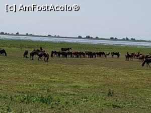 [P11] Caii salbatici câtusi de putin deranjati de imixtiunea noastra in treburile lor! ???? » foto by iulian68
 - 
<span class="allrVoted glyphicon glyphicon-heart hidden" id="av974920"></span>
<a class="m-l-10 hidden" id="sv974920" onclick="voting_Foto_DelVot(,974920,2956)" role="button">șterge vot <span class="glyphicon glyphicon-remove"></span></a>
<a id="v9974920" class=" c-red"  onclick="voting_Foto_SetVot(974920)" role="button"><span class="glyphicon glyphicon-heart-empty"></span> <b>LIKE</b> = Votează poza</a> <img class="hidden"  id="f974920W9" src="/imagini/loader.gif" border="0" /><span class="AjErrMes hidden" id="e974920ErM"></span>
