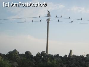 [P04] in drum spre varsarea Dunarii in mare - cormorani » foto by ile07
 - 
<span class="allrVoted glyphicon glyphicon-heart hidden" id="av778906"></span>
<a class="m-l-10 hidden" id="sv778906" onclick="voting_Foto_DelVot(,778906,2956)" role="button">șterge vot <span class="glyphicon glyphicon-remove"></span></a>
<a id="v9778906" class=" c-red"  onclick="voting_Foto_SetVot(778906)" role="button"><span class="glyphicon glyphicon-heart-empty"></span> <b>LIKE</b> = Votează poza</a> <img class="hidden"  id="f778906W9" src="/imagini/loader.gif" border="0" /><span class="AjErrMes hidden" id="e778906ErM"></span>