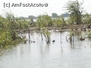 [P20] Stârc cenușiu.  » foto by Zoazore
 - 
<span class="allrVoted glyphicon glyphicon-heart hidden" id="av974757"></span>
<a class="m-l-10 hidden" id="sv974757" onclick="voting_Foto_DelVot(,974757,2956)" role="button">șterge vot <span class="glyphicon glyphicon-remove"></span></a>
<a id="v9974757" class=" c-red"  onclick="voting_Foto_SetVot(974757)" role="button"><span class="glyphicon glyphicon-heart-empty"></span> <b>LIKE</b> = Votează poza</a> <img class="hidden"  id="f974757W9" src="/imagini/loader.gif" border="0" /><span class="AjErrMes hidden" id="e974757ErM"></span>