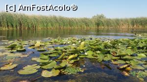 [P10] O mică insulă de nuferi albi » foto by costy69*
 - 
<span class="allrVoted glyphicon glyphicon-heart hidden" id="av794382"></span>
<a class="m-l-10 hidden" id="sv794382" onclick="voting_Foto_DelVot(,794382,2956)" role="button">șterge vot <span class="glyphicon glyphicon-remove"></span></a>
<a id="v9794382" class=" c-red"  onclick="voting_Foto_SetVot(794382)" role="button"><span class="glyphicon glyphicon-heart-empty"></span> <b>LIKE</b> = Votează poza</a> <img class="hidden"  id="f794382W9" src="/imagini/loader.gif" border="0" /><span class="AjErrMes hidden" id="e794382ErM"></span>