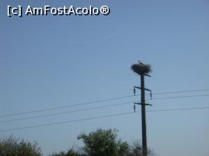 [P05] 5. Cuiburi de berze cocoțate în vârful stâlpilor de energie electrică, ne-au însoțit tot drumul.  » foto by doinafil
 - 
<span class="allrVoted glyphicon glyphicon-heart hidden" id="av1083012"></span>
<a class="m-l-10 hidden" id="sv1083012" onclick="voting_Foto_DelVot(,1083012,2956)" role="button">șterge vot <span class="glyphicon glyphicon-remove"></span></a>
<a id="v91083012" class=" c-red"  onclick="voting_Foto_SetVot(1083012)" role="button"><span class="glyphicon glyphicon-heart-empty"></span> <b>LIKE</b> = Votează poza</a> <img class="hidden"  id="f1083012W9" src="/imagini/loader.gif" border="0" /><span class="AjErrMes hidden" id="e1083012ErM"></span>
