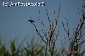 [P21] Cormoranul lui Daia își usucă penele » foto by KSV
 - 
<span class="allrVoted glyphicon glyphicon-heart hidden" id="av1176472"></span>
<a class="m-l-10 hidden" id="sv1176472" onclick="voting_Foto_DelVot(,1176472,2956)" role="button">șterge vot <span class="glyphicon glyphicon-remove"></span></a>
<a id="v91176472" class=" c-red"  onclick="voting_Foto_SetVot(1176472)" role="button"><span class="glyphicon glyphicon-heart-empty"></span> <b>LIKE</b> = Votează poza</a> <img class="hidden"  id="f1176472W9" src="/imagini/loader.gif" border="0" /><span class="AjErrMes hidden" id="e1176472ErM"></span>