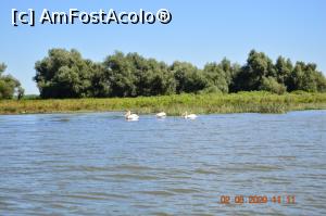 [P42] Acești ” braconieri ” , fură din plasele pescarilor ! » foto by KSV
 - 
<span class="allrVoted glyphicon glyphicon-heart hidden" id="av1176493"></span>
<a class="m-l-10 hidden" id="sv1176493" onclick="voting_Foto_DelVot(,1176493,2956)" role="button">șterge vot <span class="glyphicon glyphicon-remove"></span></a>
<a id="v91176493" class=" c-red"  onclick="voting_Foto_SetVot(1176493)" role="button"><span class="glyphicon glyphicon-heart-empty"></span> <b>LIKE</b> = Votează poza</a> <img class="hidden"  id="f1176493W9" src="/imagini/loader.gif" border="0" /><span class="AjErrMes hidden" id="e1176493ErM"></span>