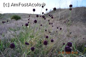 [P43] Ceva frumos ce mi-a atra atenția ! » foto by KSV
 - 
<span class="allrVoted glyphicon glyphicon-heart hidden" id="av1165353"></span>
<a class="m-l-10 hidden" id="sv1165353" onclick="voting_Foto_DelVot(,1165353,2956)" role="button">șterge vot <span class="glyphicon glyphicon-remove"></span></a>
<a id="v91165353" class=" c-red"  onclick="voting_Foto_SetVot(1165353)" role="button"><span class="glyphicon glyphicon-heart-empty"></span> <b>LIKE</b> = Votează poza</a> <img class="hidden"  id="f1165353W9" src="/imagini/loader.gif" border="0" /><span class="AjErrMes hidden" id="e1165353ErM"></span>