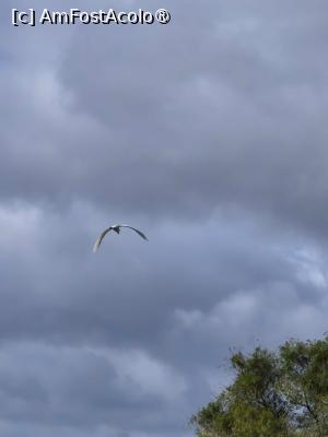 [P45]  -- <small>// FĂRĂ DESCRIERE</small> » foto by raluca banu
 - 
<span class="allrVoted glyphicon glyphicon-heart hidden" id="av1503095"></span>
<a class="m-l-10 hidden" id="sv1503095" onclick="voting_Foto_DelVot(,1503095,2956)" role="button">șterge vot <span class="glyphicon glyphicon-remove"></span></a>
<a id="v91503095" class=" c-red"  onclick="voting_Foto_SetVot(1503095)" role="button"><span class="glyphicon glyphicon-heart-empty"></span> <b>LIKE</b> = Votează poza</a> <img class="hidden"  id="f1503095W9" src="/imagini/loader.gif" border="0" /><span class="AjErrMes hidden" id="e1503095ErM"></span>