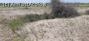 [P10] Peisaj cu dune de nisip din Caraorman » foto by malganis
 - 
<span class="allrVoted glyphicon glyphicon-heart hidden" id="av1243459"></span>
<a class="m-l-10 hidden" id="sv1243459" onclick="voting_Foto_DelVot(,1243459,2956)" role="button">șterge vot <span class="glyphicon glyphicon-remove"></span></a>
<a id="v91243459" class=" c-red"  onclick="voting_Foto_SetVot(1243459)" role="button"><span class="glyphicon glyphicon-heart-empty"></span> <b>LIKE</b> = Votează poza</a> <img class="hidden"  id="f1243459W9" src="/imagini/loader.gif" border="0" /><span class="AjErrMes hidden" id="e1243459ErM"></span>