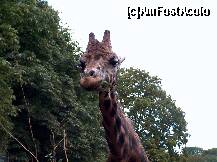 [P05] Schonbrun-gradina zoo » foto by ciotarnas
 - 
<span class="allrVoted glyphicon glyphicon-heart hidden" id="av242787"></span>
<a class="m-l-10 hidden" id="sv242787" onclick="voting_Foto_DelVot(,242787,2957)" role="button">șterge vot <span class="glyphicon glyphicon-remove"></span></a>
<a id="v9242787" class=" c-red"  onclick="voting_Foto_SetVot(242787)" role="button"><span class="glyphicon glyphicon-heart-empty"></span> <b>LIKE</b> = Votează poza</a> <img class="hidden"  id="f242787W9" src="/imagini/loader.gif" border="0" /><span class="AjErrMes hidden" id="e242787ErM"></span>