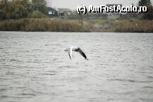 [P12] Si el tot la piata plecase....cauta un peste » foto by Diaura*
 - 
<span class="allrVoted glyphicon glyphicon-heart hidden" id="av44770"></span>
<a class="m-l-10 hidden" id="sv44770" onclick="voting_Foto_DelVot(,44770,2991)" role="button">șterge vot <span class="glyphicon glyphicon-remove"></span></a>
<a id="v944770" class=" c-red"  onclick="voting_Foto_SetVot(44770)" role="button"><span class="glyphicon glyphicon-heart-empty"></span> <b>LIKE</b> = Votează poza</a> <img class="hidden"  id="f44770W9" src="/imagini/loader.gif" border="0" /><span class="AjErrMes hidden" id="e44770ErM"></span>