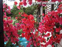 [P06] Florile de pe balconul vilei » foto by cosminrusea
 - 
<span class="allrVoted glyphicon glyphicon-heart hidden" id="av99980"></span>
<a class="m-l-10 hidden" id="sv99980" onclick="voting_Foto_DelVot(,99980,3000)" role="button">șterge vot <span class="glyphicon glyphicon-remove"></span></a>
<a id="v999980" class=" c-red"  onclick="voting_Foto_SetVot(99980)" role="button"><span class="glyphicon glyphicon-heart-empty"></span> <b>LIKE</b> = Votează poza</a> <img class="hidden"  id="f99980W9" src="/imagini/loader.gif" border="0" /><span class="AjErrMes hidden" id="e99980ErM"></span>