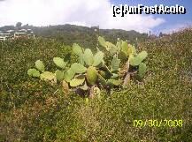[P31] Cactusi salbatici. » foto by adinamutulescu
 - 
<span class="allrVoted glyphicon glyphicon-heart hidden" id="av128348"></span>
<a class="m-l-10 hidden" id="sv128348" onclick="voting_Foto_DelVot(,128348,3000)" role="button">șterge vot <span class="glyphicon glyphicon-remove"></span></a>
<a id="v9128348" class=" c-red"  onclick="voting_Foto_SetVot(128348)" role="button"><span class="glyphicon glyphicon-heart-empty"></span> <b>LIKE</b> = Votează poza</a> <img class="hidden"  id="f128348W9" src="/imagini/loader.gif" border="0" /><span class="AjErrMes hidden" id="e128348ErM"></span>
