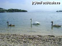 [P03] lebede pe plaja din gouvia :)) » foto by chelie_d
 - 
<span class="allrVoted glyphicon glyphicon-heart hidden" id="av28072"></span>
<a class="m-l-10 hidden" id="sv28072" onclick="voting_Foto_DelVot(,28072,3002)" role="button">șterge vot <span class="glyphicon glyphicon-remove"></span></a>
<a id="v928072" class=" c-red"  onclick="voting_Foto_SetVot(28072)" role="button"><span class="glyphicon glyphicon-heart-empty"></span> <b>LIKE</b> = Votează poza</a> <img class="hidden"  id="f28072W9" src="/imagini/loader.gif" border="0" /><span class="AjErrMes hidden" id="e28072ErM"></span>