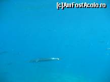 [P26] Cam asa se vad pestii prin geamurile submarinului » foto by luminitab
 - 
<span class="allrVoted glyphicon glyphicon-heart hidden" id="av100252"></span>
<a class="m-l-10 hidden" id="sv100252" onclick="voting_Foto_DelVot(,100252,3004)" role="button">șterge vot <span class="glyphicon glyphicon-remove"></span></a>
<a id="v9100252" class=" c-red"  onclick="voting_Foto_SetVot(100252)" role="button"><span class="glyphicon glyphicon-heart-empty"></span> <b>LIKE</b> = Votează poza</a> <img class="hidden"  id="f100252W9" src="/imagini/loader.gif" border="0" /><span class="AjErrMes hidden" id="e100252ErM"></span>