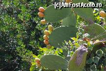 [P11] La Paleokastritsa au înflorit toţi trandafirii » foto by cher-cher
 - 
<span class="allrVoted glyphicon glyphicon-heart hidden" id="av418166"></span>
<a class="m-l-10 hidden" id="sv418166" onclick="voting_Foto_DelVot(,418166,3004)" role="button">șterge vot <span class="glyphicon glyphicon-remove"></span></a>
<a id="v9418166" class=" c-red"  onclick="voting_Foto_SetVot(418166)" role="button"><span class="glyphicon glyphicon-heart-empty"></span> <b>LIKE</b> = Votează poza</a> <img class="hidden"  id="f418166W9" src="/imagini/loader.gif" border="0" /><span class="AjErrMes hidden" id="e418166ErM"></span>