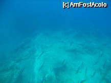 [P06] Bancuri de pesti » foto by ISADORA
 - 
<span class="allrVoted glyphicon glyphicon-heart hidden" id="av332636"></span>
<a class="m-l-10 hidden" id="sv332636" onclick="voting_Foto_DelVot(,332636,3004)" role="button">șterge vot <span class="glyphicon glyphicon-remove"></span></a>
<a id="v9332636" class=" c-red"  onclick="voting_Foto_SetVot(332636)" role="button"><span class="glyphicon glyphicon-heart-empty"></span> <b>LIKE</b> = Votează poza</a> <img class="hidden"  id="f332636W9" src="/imagini/loader.gif" border="0" /><span class="AjErrMes hidden" id="e332636ErM"></span>