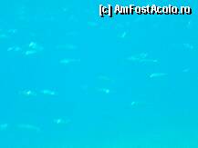 [P14]  -- <small>// FĂRĂ DESCRIERE</small> » foto by sniga
 - 
<span class="allrVoted glyphicon glyphicon-heart hidden" id="av206848"></span>
<a class="m-l-10 hidden" id="sv206848" onclick="voting_Foto_DelVot(,206848,3004)" role="button">șterge vot <span class="glyphicon glyphicon-remove"></span></a>
<a id="v9206848" class=" c-red"  onclick="voting_Foto_SetVot(206848)" role="button"><span class="glyphicon glyphicon-heart-empty"></span> <b>LIKE</b> = Votează poza</a> <img class="hidden"  id="f206848W9" src="/imagini/loader.gif" border="0" /><span class="AjErrMes hidden" id="e206848ErM"></span>