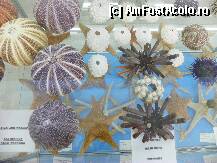 [P26]  -- <small>// FĂRĂ DESCRIERE</small> » foto by sniga
 - 
<span class="allrVoted glyphicon glyphicon-heart hidden" id="av206864"></span>
<a class="m-l-10 hidden" id="sv206864" onclick="voting_Foto_DelVot(,206864,3004)" role="button">șterge vot <span class="glyphicon glyphicon-remove"></span></a>
<a id="v9206864" class=" c-red"  onclick="voting_Foto_SetVot(206864)" role="button"><span class="glyphicon glyphicon-heart-empty"></span> <b>LIKE</b> = Votează poza</a> <img class="hidden"  id="f206864W9" src="/imagini/loader.gif" border="0" /><span class="AjErrMes hidden" id="e206864ErM"></span>