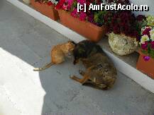 [P37] la Vlaherna » foto by sniga
 - 
<span class="allrVoted glyphicon glyphicon-heart hidden" id="av206879"></span>
<a class="m-l-10 hidden" id="sv206879" onclick="voting_Foto_DelVot(,206879,3004)" role="button">șterge vot <span class="glyphicon glyphicon-remove"></span></a>
<a id="v9206879" class=" c-red"  onclick="voting_Foto_SetVot(206879)" role="button"><span class="glyphicon glyphicon-heart-empty"></span> <b>LIKE</b> = Votează poza</a> <img class="hidden"  id="f206879W9" src="/imagini/loader.gif" border="0" /><span class="AjErrMes hidden" id="e206879ErM"></span>