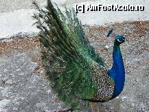 [P40] erau doi pauni la Manastirea de pe Insula Soarecelui » foto by sniga
 - 
<span class="allrVoted glyphicon glyphicon-heart hidden" id="av206885"></span>
<a class="m-l-10 hidden" id="sv206885" onclick="voting_Foto_DelVot(,206885,3004)" role="button">șterge vot <span class="glyphicon glyphicon-remove"></span></a>
<a id="v9206885" class=" c-red"  onclick="voting_Foto_SetVot(206885)" role="button"><span class="glyphicon glyphicon-heart-empty"></span> <b>LIKE</b> = Votează poza</a> <img class="hidden"  id="f206885W9" src="/imagini/loader.gif" border="0" /><span class="AjErrMes hidden" id="e206885ErM"></span>