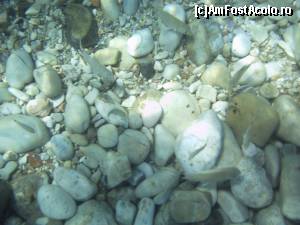 [P12] Sub apă, la Kerasia. Pești bine camuflați, imitînd pietrele.  » foto by abancor
 - 
<span class="allrVoted glyphicon glyphicon-heart hidden" id="av572072"></span>
<a class="m-l-10 hidden" id="sv572072" onclick="voting_Foto_DelVot(,572072,3004)" role="button">șterge vot <span class="glyphicon glyphicon-remove"></span></a>
<a id="v9572072" class=" c-red"  onclick="voting_Foto_SetVot(572072)" role="button"><span class="glyphicon glyphicon-heart-empty"></span> <b>LIKE</b> = Votează poza</a> <img class="hidden"  id="f572072W9" src="/imagini/loader.gif" border="0" /><span class="AjErrMes hidden" id="e572072ErM"></span>