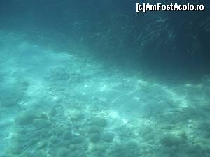 [P13] Vegetație subacvatică, tip boscheți, la Kerasia.  » foto by abancor
 - 
<span class="allrVoted glyphicon glyphicon-heart hidden" id="av572073"></span>
<a class="m-l-10 hidden" id="sv572073" onclick="voting_Foto_DelVot(,572073,3004)" role="button">șterge vot <span class="glyphicon glyphicon-remove"></span></a>
<a id="v9572073" class=" c-red"  onclick="voting_Foto_SetVot(572073)" role="button"><span class="glyphicon glyphicon-heart-empty"></span> <b>LIKE</b> = Votează poza</a> <img class="hidden"  id="f572073W9" src="/imagini/loader.gif" border="0" /><span class="AjErrMes hidden" id="e572073ErM"></span>