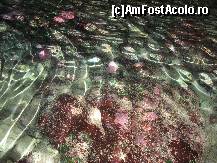 [P01] Fundul marii la Nafssica » foto by almona
 - 
<span class="allrVoted glyphicon glyphicon-heart hidden" id="av82076"></span>
<a class="m-l-10 hidden" id="sv82076" onclick="voting_Foto_DelVot(,82076,3004)" role="button">șterge vot <span class="glyphicon glyphicon-remove"></span></a>
<a id="v982076" class=" c-red"  onclick="voting_Foto_SetVot(82076)" role="button"><span class="glyphicon glyphicon-heart-empty"></span> <b>LIKE</b> = Votează poza</a> <img class="hidden"  id="f82076W9" src="/imagini/loader.gif" border="0" /><span class="AjErrMes hidden" id="e82076ErM"></span>