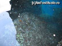 [P04] Stelute de mare in grota 'Ochi albastru' » foto by almona
 - 
<span class="allrVoted glyphicon glyphicon-heart hidden" id="av82079"></span>
<a class="m-l-10 hidden" id="sv82079" onclick="voting_Foto_DelVot(,82079,3004)" role="button">șterge vot <span class="glyphicon glyphicon-remove"></span></a>
<a id="v982079" class=" c-red"  onclick="voting_Foto_SetVot(82079)" role="button"><span class="glyphicon glyphicon-heart-empty"></span> <b>LIKE</b> = Votează poza</a> <img class="hidden"  id="f82079W9" src="/imagini/loader.gif" border="0" /><span class="AjErrMes hidden" id="e82079ErM"></span>