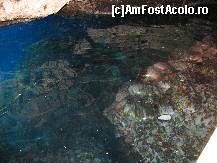 [P05] Stelute de mare si scoici cu cochilii sidefate » foto by almona
 - 
<span class="allrVoted glyphicon glyphicon-heart hidden" id="av82080"></span>
<a class="m-l-10 hidden" id="sv82080" onclick="voting_Foto_DelVot(,82080,3004)" role="button">șterge vot <span class="glyphicon glyphicon-remove"></span></a>
<a id="v982080" class=" c-red"  onclick="voting_Foto_SetVot(82080)" role="button"><span class="glyphicon glyphicon-heart-empty"></span> <b>LIKE</b> = Votează poza</a> <img class="hidden"  id="f82080W9" src="/imagini/loader.gif" border="0" /><span class="AjErrMes hidden" id="e82080ErM"></span>