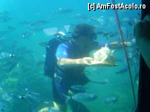 [P05] Scafandrul de serviciu si pestii stransi pentru masa.  » foto by marius gaudi*
 - 
<span class="allrVoted glyphicon glyphicon-heart hidden" id="av361101"></span>
<a class="m-l-10 hidden" id="sv361101" onclick="voting_Foto_DelVot(,361101,3004)" role="button">șterge vot <span class="glyphicon glyphicon-remove"></span></a>
<a id="v9361101" class=" c-red"  onclick="voting_Foto_SetVot(361101)" role="button"><span class="glyphicon glyphicon-heart-empty"></span> <b>LIKE</b> = Votează poza</a> <img class="hidden"  id="f361101W9" src="/imagini/loader.gif" border="0" /><span class="AjErrMes hidden" id="e361101ErM"></span>