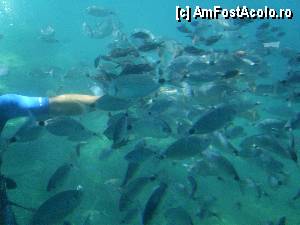 [P06] Pesti de toate culorile.  » foto by marius gaudi*
 - 
<span class="allrVoted glyphicon glyphicon-heart hidden" id="av361104"></span>
<a class="m-l-10 hidden" id="sv361104" onclick="voting_Foto_DelVot(,361104,3004)" role="button">șterge vot <span class="glyphicon glyphicon-remove"></span></a>
<a id="v9361104" class=" c-red"  onclick="voting_Foto_SetVot(361104)" role="button"><span class="glyphicon glyphicon-heart-empty"></span> <b>LIKE</b> = Votează poza</a> <img class="hidden"  id="f361104W9" src="/imagini/loader.gif" border="0" /><span class="AjErrMes hidden" id="e361104ErM"></span>