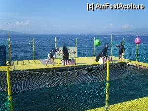 [P09] Leii de mare isi faceau incalzirea.  » foto by marius gaudi*
 - 
<span class="allrVoted glyphicon glyphicon-heart hidden" id="av361112"></span>
<a class="m-l-10 hidden" id="sv361112" onclick="voting_Foto_DelVot(,361112,3004)" role="button">șterge vot <span class="glyphicon glyphicon-remove"></span></a>
<a id="v9361112" class=" c-red"  onclick="voting_Foto_SetVot(361112)" role="button"><span class="glyphicon glyphicon-heart-empty"></span> <b>LIKE</b> = Votează poza</a> <img class="hidden"  id="f361112W9" src="/imagini/loader.gif" border="0" /><span class="AjErrMes hidden" id="e361112ErM"></span>