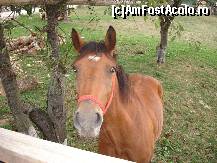 [P07] vecinu » foto by susu
 - 
<span class="allrVoted glyphicon glyphicon-heart hidden" id="av412319"></span>
<a class="m-l-10 hidden" id="sv412319" onclick="voting_Foto_DelVot(,412319,3010)" role="button">șterge vot <span class="glyphicon glyphicon-remove"></span></a>
<a id="v9412319" class=" c-red"  onclick="voting_Foto_SetVot(412319)" role="button"><span class="glyphicon glyphicon-heart-empty"></span> <b>LIKE</b> = Votează poza</a> <img class="hidden"  id="f412319W9" src="/imagini/loader.gif" border="0" /><span class="AjErrMes hidden" id="e412319ErM"></span>