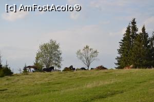 [P29] O fermă de cai din Beliș » foto by AZE
 - 
<span class="allrVoted glyphicon glyphicon-heart hidden" id="av966073"></span>
<a class="m-l-10 hidden" id="sv966073" onclick="voting_Foto_DelVot(,966073,3018)" role="button">șterge vot <span class="glyphicon glyphicon-remove"></span></a>
<a id="v9966073" class=" c-red"  onclick="voting_Foto_SetVot(966073)" role="button"><span class="glyphicon glyphicon-heart-empty"></span> <b>LIKE</b> = Votează poza</a> <img class="hidden"  id="f966073W9" src="/imagini/loader.gif" border="0" /><span class="AjErrMes hidden" id="e966073ErM"></span>