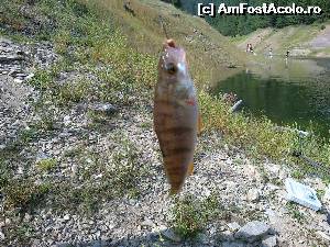 [P13] Brontozaurul din lac » foto by mugur007
 - 
<span class="allrVoted glyphicon glyphicon-heart hidden" id="av626896"></span>
<a class="m-l-10 hidden" id="sv626896" onclick="voting_Foto_DelVot(,626896,3018)" role="button">șterge vot <span class="glyphicon glyphicon-remove"></span></a>
<a id="v9626896" class=" c-red"  onclick="voting_Foto_SetVot(626896)" role="button"><span class="glyphicon glyphicon-heart-empty"></span> <b>LIKE</b> = Votează poza</a> <img class="hidden"  id="f626896W9" src="/imagini/loader.gif" border="0" /><span class="AjErrMes hidden" id="e626896ErM"></span>