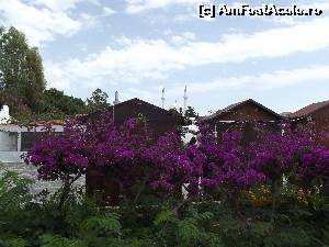 [P52] Fermecatoarea floare de bougainvillea prezenta si in Yalikavak » foto by irinad
 - 
<span class="allrVoted glyphicon glyphicon-heart hidden" id="av586308"></span>
<a class="m-l-10 hidden" id="sv586308" onclick="voting_Foto_DelVot(,586308,3030)" role="button">șterge vot <span class="glyphicon glyphicon-remove"></span></a>
<a id="v9586308" class=" c-red"  onclick="voting_Foto_SetVot(586308)" role="button"><span class="glyphicon glyphicon-heart-empty"></span> <b>LIKE</b> = Votează poza</a> <img class="hidden"  id="f586308W9" src="/imagini/loader.gif" border="0" /><span class="AjErrMes hidden" id="e586308ErM"></span>