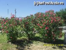 [P19]  -- <small>// FĂRĂ DESCRIERE</small> » foto by adryana
 - 
<span class="allrVoted glyphicon glyphicon-heart hidden" id="av372376"></span>
<a class="m-l-10 hidden" id="sv372376" onclick="voting_Foto_DelVot(,372376,3039)" role="button">șterge vot <span class="glyphicon glyphicon-remove"></span></a>
<a id="v9372376" class=" c-red"  onclick="voting_Foto_SetVot(372376)" role="button"><span class="glyphicon glyphicon-heart-empty"></span> <b>LIKE</b> = Votează poza</a> <img class="hidden"  id="f372376W9" src="/imagini/loader.gif" border="0" /><span class="AjErrMes hidden" id="e372376ErM"></span>