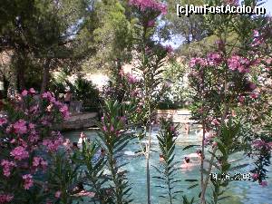 [P22] Printre leandrii din preajma Piscinei Cleopatrei » foto by irinad
 - 
<span class="allrVoted glyphicon glyphicon-heart hidden" id="av625912"></span>
<a class="m-l-10 hidden" id="sv625912" onclick="voting_Foto_DelVot(,625912,3039)" role="button">șterge vot <span class="glyphicon glyphicon-remove"></span></a>
<a id="v9625912" class=" c-red"  onclick="voting_Foto_SetVot(625912)" role="button"><span class="glyphicon glyphicon-heart-empty"></span> <b>LIKE</b> = Votează poza</a> <img class="hidden"  id="f625912W9" src="/imagini/loader.gif" border="0" /><span class="AjErrMes hidden" id="e625912ErM"></span>