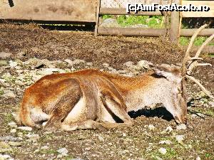 [P06] Animale chinuite la Poiana Zanelor » foto by Mina12
 - 
<span class="allrVoted glyphicon glyphicon-heart hidden" id="av700607"></span>
<a class="m-l-10 hidden" id="sv700607" onclick="voting_Foto_DelVot(,700607,3086)" role="button">șterge vot <span class="glyphicon glyphicon-remove"></span></a>
<a id="v9700607" class=" c-red"  onclick="voting_Foto_SetVot(700607)" role="button"><span class="glyphicon glyphicon-heart-empty"></span> <b>LIKE</b> = Votează poza</a> <img class="hidden"  id="f700607W9" src="/imagini/loader.gif" border="0" /><span class="AjErrMes hidden" id="e700607ErM"></span>