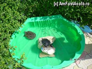 [P02]  -- <small>// FĂRĂ DESCRIERE</small> » foto by Mastrocola*
 - 
<span class="allrVoted glyphicon glyphicon-heart hidden" id="av415126"></span>
<a class="m-l-10 hidden" id="sv415126" onclick="voting_Foto_DelVot(,415126,3094)" role="button">șterge vot <span class="glyphicon glyphicon-remove"></span></a>
<a id="v9415126" class=" c-red"  onclick="voting_Foto_SetVot(415126)" role="button"><span class="glyphicon glyphicon-heart-empty"></span> <b>LIKE</b> = Votează poza</a> <img class="hidden"  id="f415126W9" src="/imagini/loader.gif" border="0" /><span class="AjErrMes hidden" id="e415126ErM"></span>