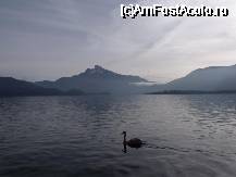 [P09] Lebada pe MondSee » foto by monicutza
 - 
<span class="allrVoted glyphicon glyphicon-heart hidden" id="av36948"></span>
<a class="m-l-10 hidden" id="sv36948" onclick="voting_Foto_DelVot(,36948,3095)" role="button">șterge vot <span class="glyphicon glyphicon-remove"></span></a>
<a id="v936948" class=" c-red"  onclick="voting_Foto_SetVot(36948)" role="button"><span class="glyphicon glyphicon-heart-empty"></span> <b>LIKE</b> = Votează poza</a> <img class="hidden"  id="f36948W9" src="/imagini/loader.gif" border="0" /><span class="AjErrMes hidden" id="e36948ErM"></span>