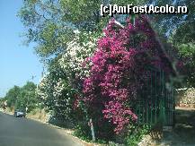 [P10] Toata insula e o adevarata gradina botanica! » foto by pablo_impex
 - 
<span class="allrVoted glyphicon glyphicon-heart hidden" id="av37388"></span>
<a class="m-l-10 hidden" id="sv37388" onclick="voting_Foto_DelVot(,37388,3099)" role="button">șterge vot <span class="glyphicon glyphicon-remove"></span></a>
<a id="v937388" class=" c-red"  onclick="voting_Foto_SetVot(37388)" role="button"><span class="glyphicon glyphicon-heart-empty"></span> <b>LIKE</b> = Votează poza</a> <img class="hidden"  id="f37388W9" src="/imagini/loader.gif" border="0" /><span class="AjErrMes hidden" id="e37388ErM"></span>